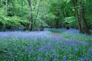 Carpet of Bluebells and Winding Path in a Sussex Wood